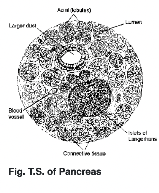 Pancreas